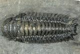 Detailed Crotalocephalina Trilobite - Atchana, Morocco #322276-2